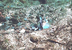 Spawning of Kokanees