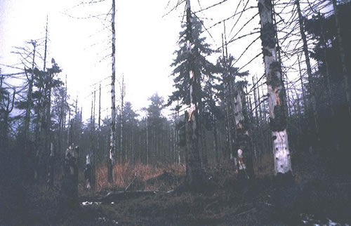 Dead forests in Krusne hory mountains, Czech Republic