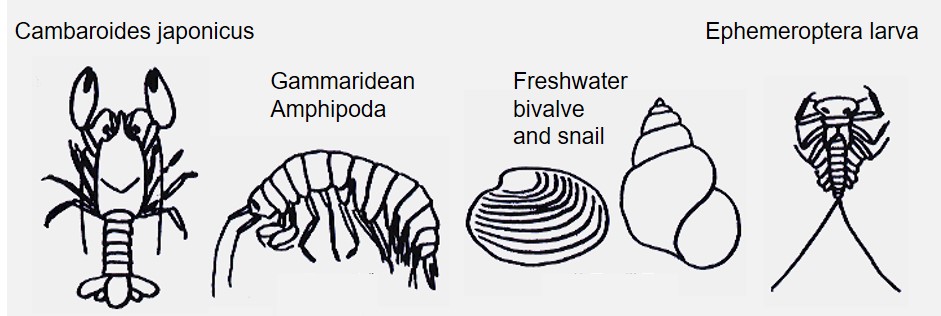 Examples of living creatures that are strongly affected by acid rain