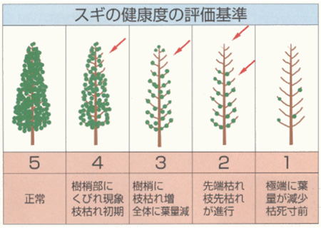 スギの健康度の評価基準（出典：神奈川県環境部大気保全課）